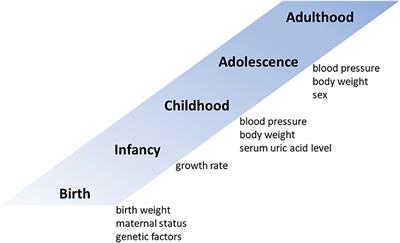 Blood Pressure Tracking From Childhood to Adulthood